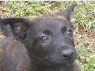 Dutch Shepherd Dog Puppy for sale in Noble, OK, USA
