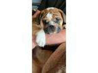 Bulldog Puppy for sale in Shingle Springs, CA, USA
