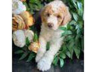 Goldendoodle Puppy for sale in Greensboro, GA, USA
