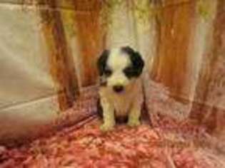 Mutt Puppy for sale in Morgantown, KY, USA