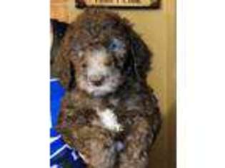 Goldendoodle Puppy for sale in Chesapeake, OH, USA