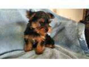 Yorkshire Terrier Puppy for sale in Greencastle, PA, USA