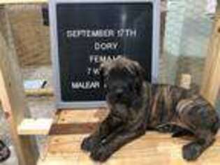Mastiff Puppy for sale in Richmond, KY, USA