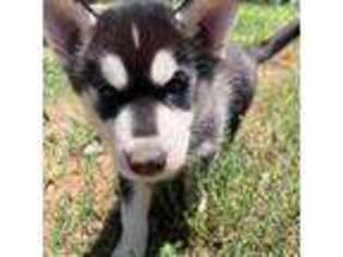 Siberian Husky Puppy for sale in Howe, OK, USA