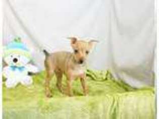 Miniature Pinscher Puppy for sale in West Plains, MO, USA