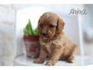 Labradoodle Puppy for sale in Denver, PA, USA