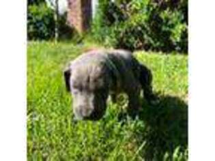 Great Dane Puppy for sale in Vallejo, CA, USA