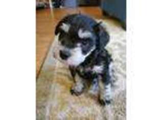Mutt Puppy for sale in Nettleton, MS, USA