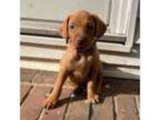 Vizsla Puppy for sale in Greer, SC, USA