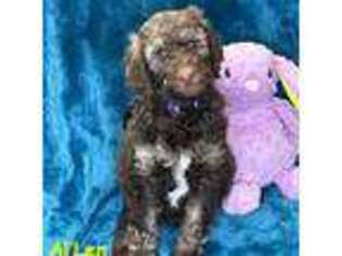 Mutt Puppy for sale in Sparks, NV, USA
