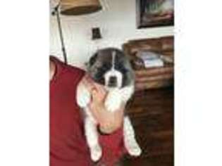 Akita Puppy for sale in Irvington, KY, USA