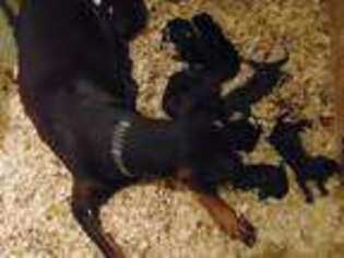 Doberman Pinscher Puppy for sale in Big Sandy, TX, USA