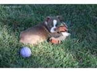 Boston Terrier Puppy for sale in Birch Tree, MO, USA