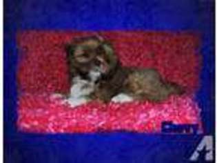 Mutt Puppy for sale in SNOVER, MI, USA
