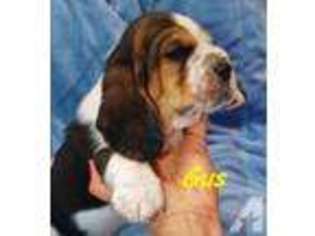 Basset Hound Puppy for sale in LOS ANGELES, CA, USA