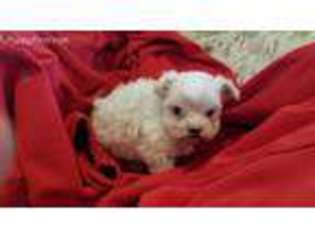 Maltese Puppy for sale in Hammond, LA, USA