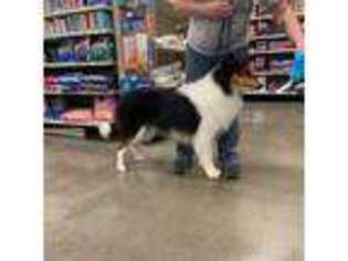 Collie Puppy for sale in Mount Sterling, KY, USA