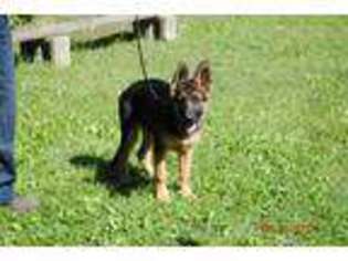German Shepherd Dog Puppy for sale in Crivitz, WI, USA