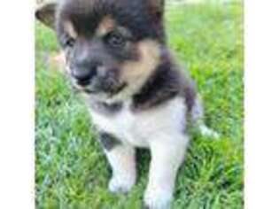 Shiba Inu Puppy for sale in Albuquerque, NM, USA