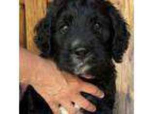 Mutt Puppy for sale in Grace, ID, USA