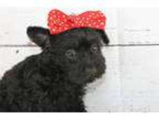 Scottish Terrier Puppy for sale in Caulfield, MO, USA