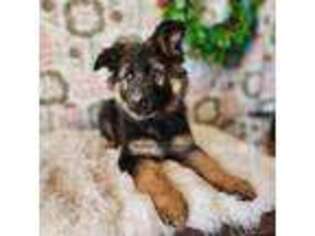 German Shepherd Dog Puppy for sale in Hobbs, NM, USA