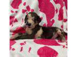 Great Dane Puppy for sale in Sebring, FL, USA