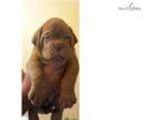 American Bull Dogue De Bordeaux Puppy for sale in Salem, OR, USA