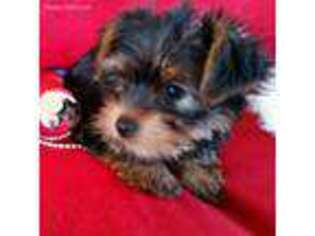 Yorkshire Terrier Puppy for sale in Oroville, CA, USA