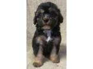 Cavapoo Puppy for sale in Clinton, NC, USA