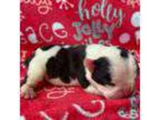 French Bulldog Puppy for sale in Dysart, IA, USA