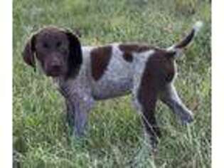 German Shorthaired Pointer Puppy for sale in Houston, TX, USA