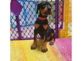 Doberman Pinscher Puppy for sale in Shawnee, KS, USA