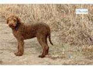 Labradoodle Puppy for sale in Pierre, SD, USA