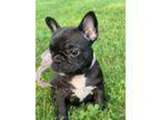 French Bulldog Puppy for sale in Millmont, PA, USA