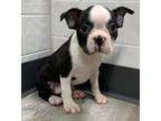 Boston Terrier Puppy for sale in Clare, IL, USA