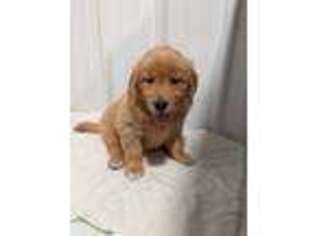 Golden Retriever Puppy for sale in Mc Veytown, PA, USA
