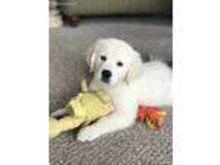 Golden Retriever Puppy for sale in Creston, CA, USA
