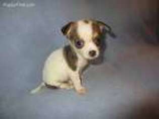 Chihuahua Puppy for sale in Nashville, TN, USA