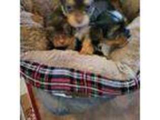 Yorkshire Terrier Puppy for sale in Prince George, VA, USA