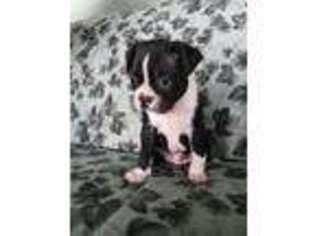 Border Terrier Puppy for sale in Phenix, VA, USA