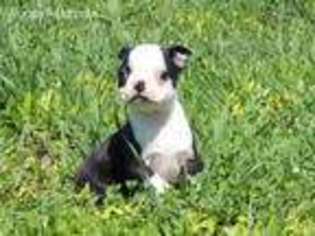Boston Terrier Puppy for sale in Harrington, DE, USA