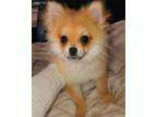 Pomeranian Puppy for sale in Milford, CT, USA
