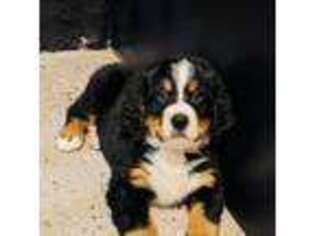 Bernese Mountain Dog Puppy for sale in Grand Rapids, MI, USA