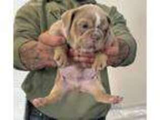 Bulldog Puppy for sale in Toledo, OH, USA