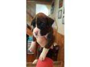 Boxer Puppy for sale in Canaseraga, NY, USA
