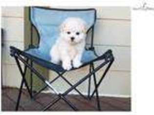 Medium Photo #1 Maltese Puppy For Sale in Los Angeles, CA, USA