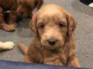 Goldendoodle Puppy for sale in Boswell, PA, USA