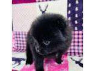 Pomeranian Puppy for sale in Garden City, MO, USA