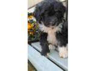 Mutt Puppy for sale in Ford City, PA, USA